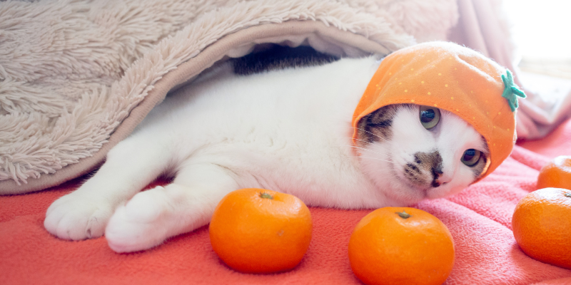 kotatsu and cat safety